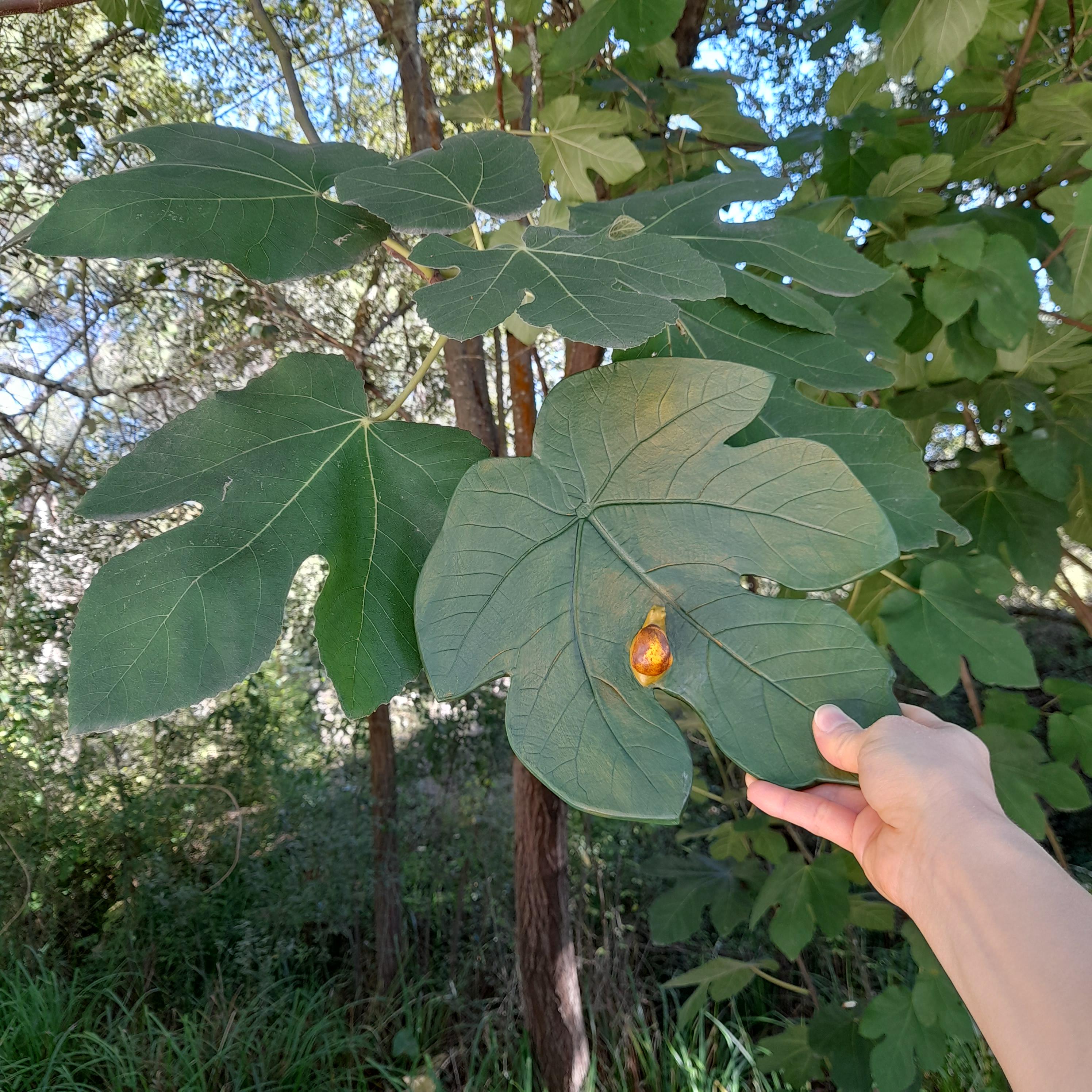 Fig Leaf Trinket Dish – Handmade Air Dry Clay | 25cm | Nature Inspired Decorative Holder